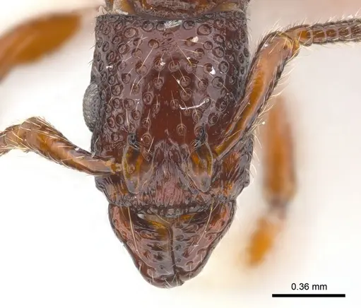 Stictoponera laevior specimen