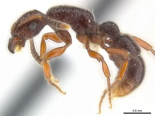 Stictoponera laevior specimen