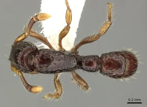 Stictoponera leiolabia specimen