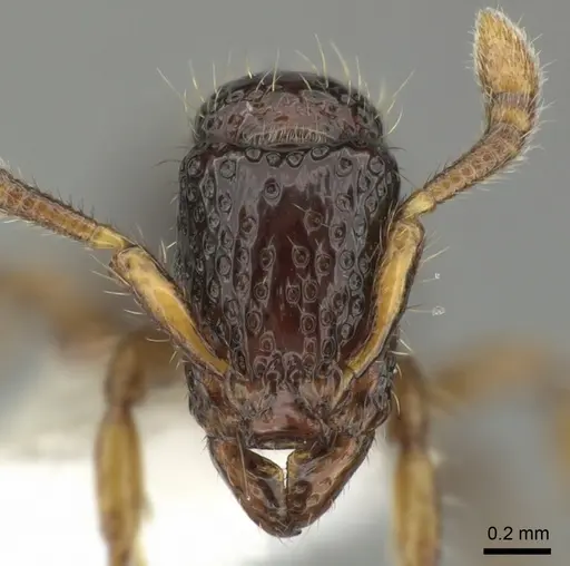 Stictoponera leiolabia specimen