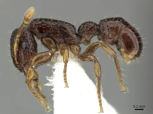 Stictoponera leiolabia specimen
