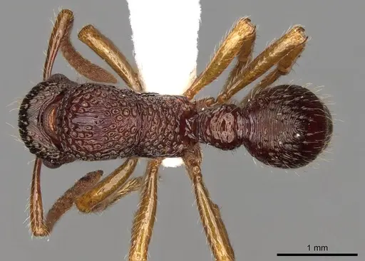 Stictoponera macretes specimen
