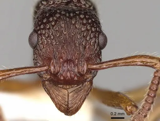 Stictoponera macretes specimen