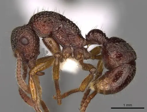 Stictoponera macretes specimen