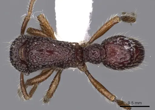 Stictoponera meghalaya specimen