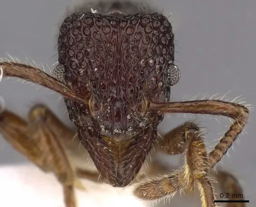 Stictoponera meghalaya specimen