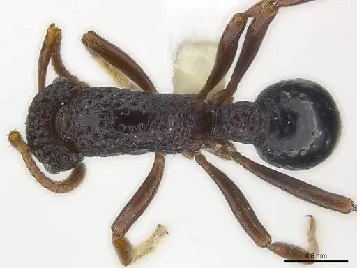 Stictoponera menadensis specimen