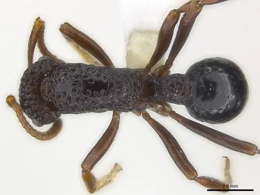 Stictoponera menadensis specimen