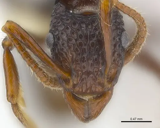 Stictoponera menadensis specimen