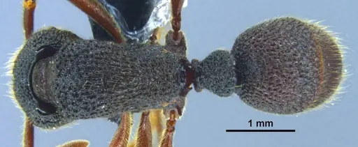 Stictoponera nanlingensis specimen