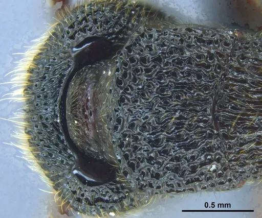 Stictoponera nanlingensis specimen