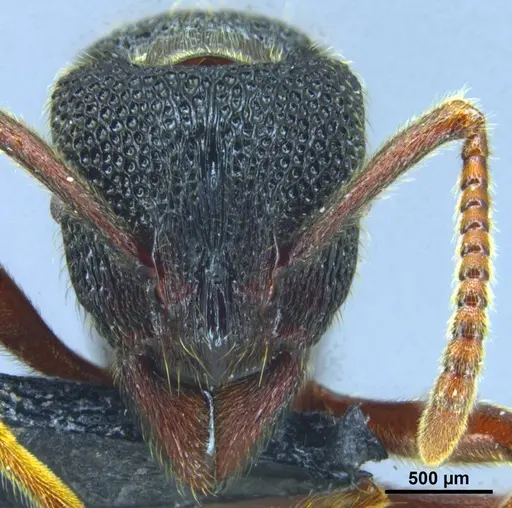 Stictoponera nanlingensis specimen