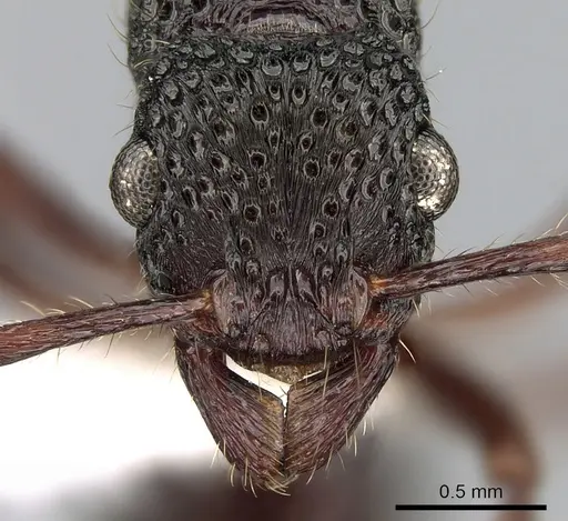 Stictoponera niuguinensis specimen