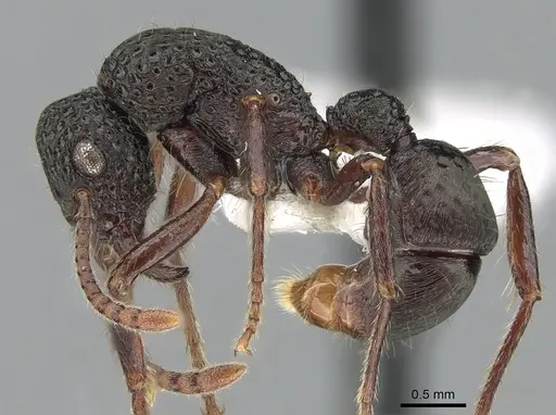 Stictoponera niuguinensis specimen