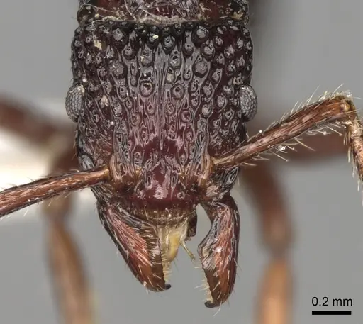 Stictoponera ortostoma specimen