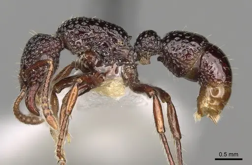 Stictoponera ortostoma specimen