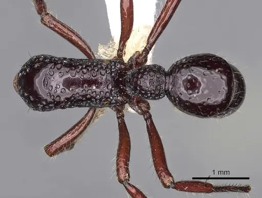 Stictoponera paso specimen