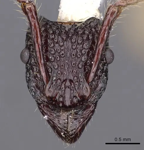 Stictoponera paso specimen