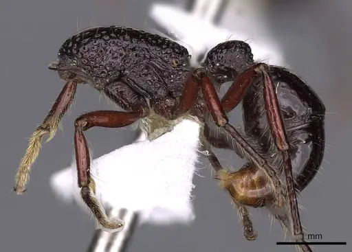 Stictoponera paso specimen