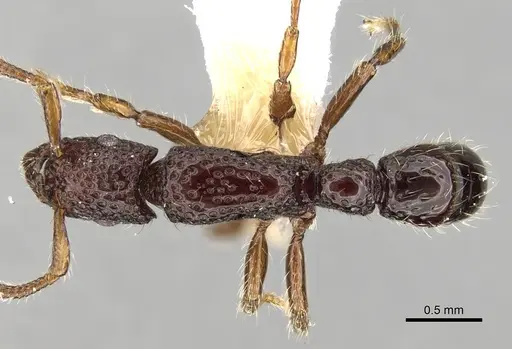 Stictoponera pertusa specimen