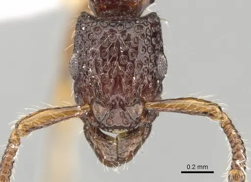 Stictoponera pertusa specimen