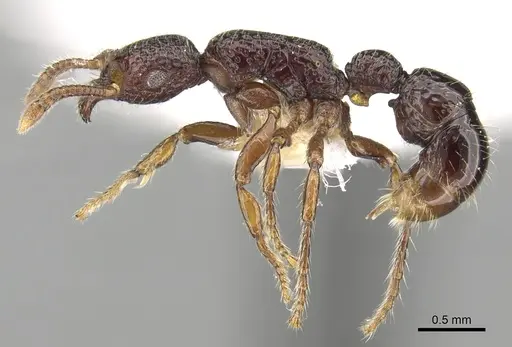 Stictoponera pertusa specimen