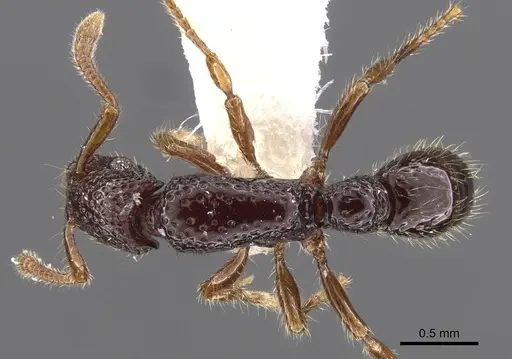 Stictoponera polytreta specimen