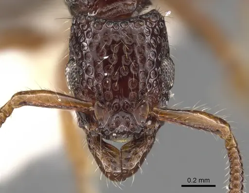 Stictoponera polytreta specimen