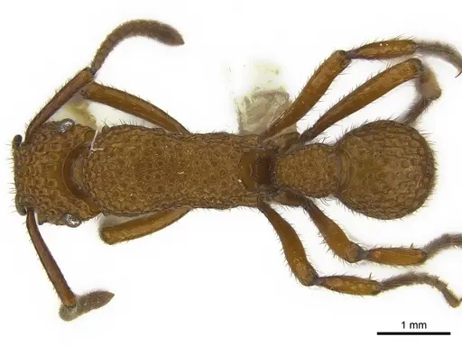 Stictoponera posteropsis specimen