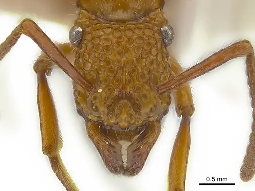 Stictoponera posteropsis specimen