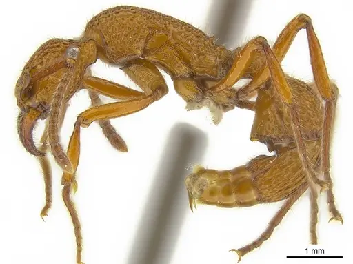 Stictoponera posteropsis specimen