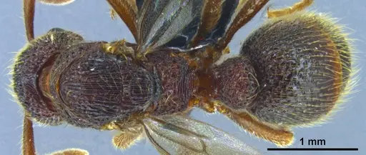 Stictoponera quadrutinodules specimen