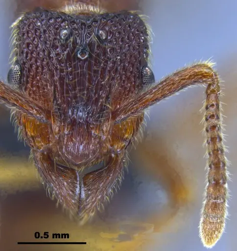 Stictoponera quadrutinodules specimen