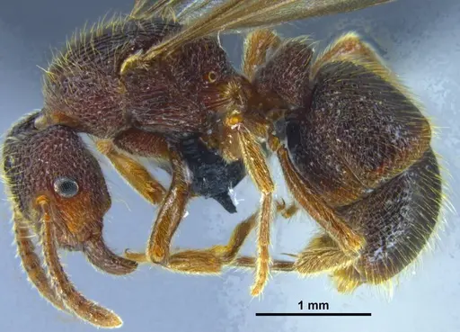 Stictoponera quadrutinodules specimen