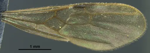 Stictoponera quadrutinodules - ANTWEB1033000