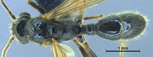 Stictoponera quadrutinodules - ANTWEB1033001