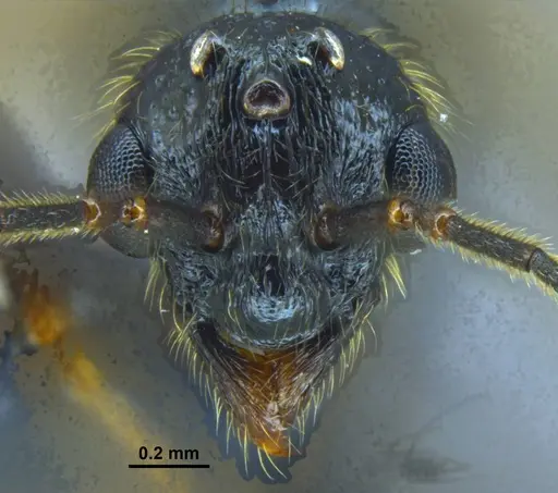 Stictoponera quadrutinodules - ANTWEB1033001