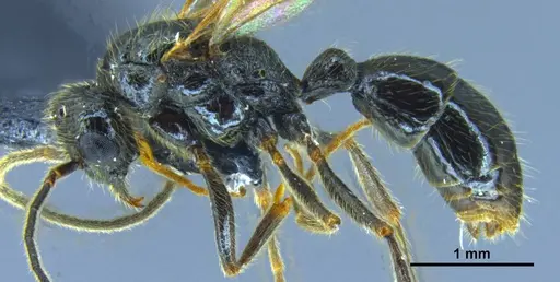 Stictoponera quadrutinodules - ANTWEB1033001