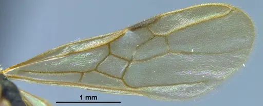 Stictoponera quadrutinodules - ANTWEB1033001