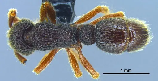 Stictoponera quadrutinodules - GXNU120081