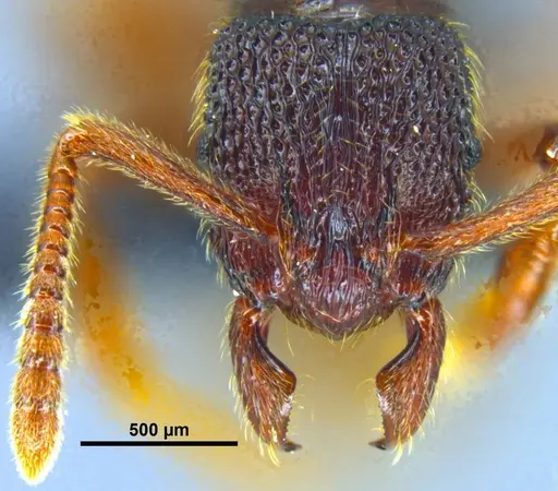 Stictoponera quadrutinodules - GXNU120081