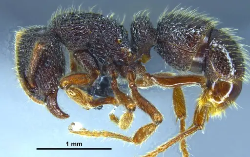 Stictoponera quadrutinodules - GXNU120081