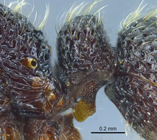 Stictoponera quadrutinodules - GXNU120081