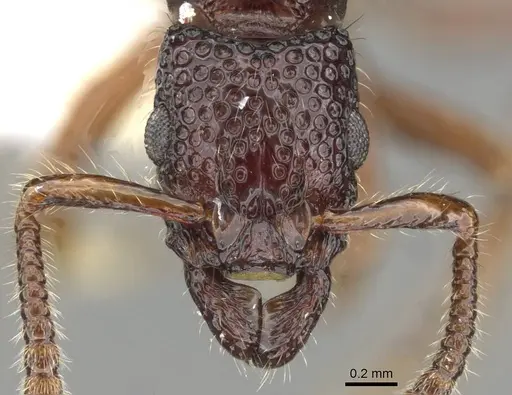 Stictoponera rugodens specimen