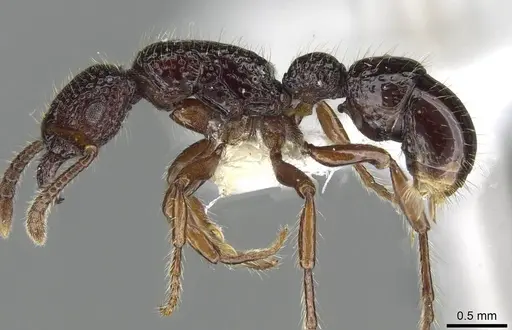 Stictoponera rugodens specimen