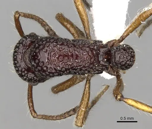 Stictoponera scalpta specimen