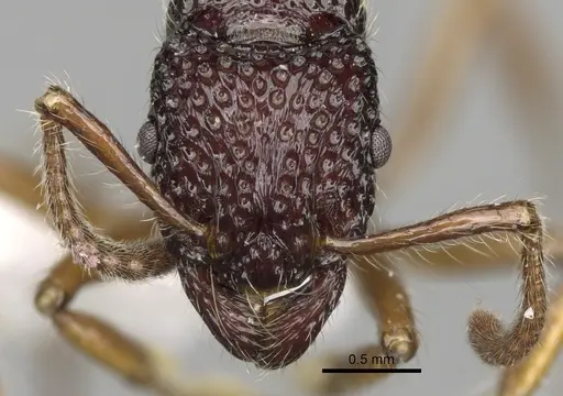 Stictoponera scalpta specimen