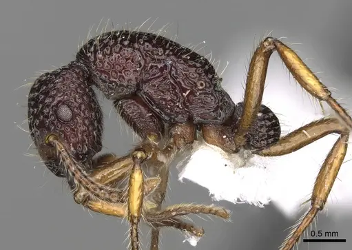 Stictoponera scalpta specimen