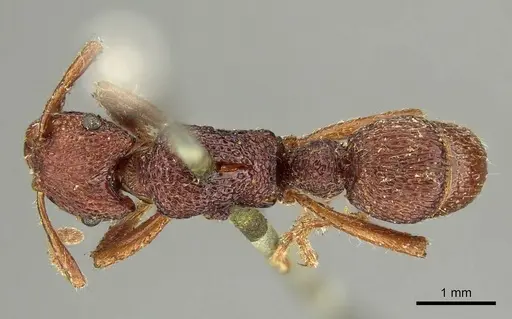 Stictoponera sinhala specimen