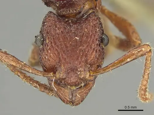 Stictoponera sinhala specimen